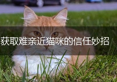 获取难亲近猫咪的信任妙招