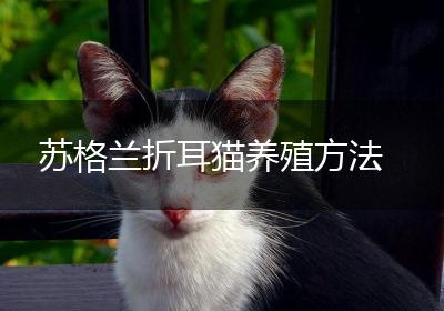 苏格兰折耳猫养殖方法