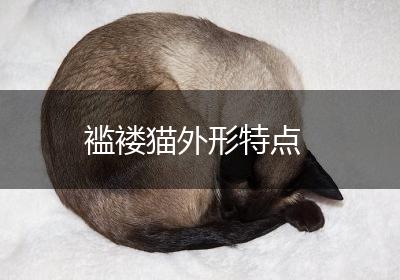 褴褛猫外形特点