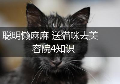 聪明懒麻麻 送猫咪去美容院4知识