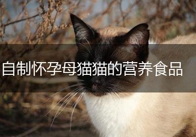 自制怀孕母猫猫的营养食品