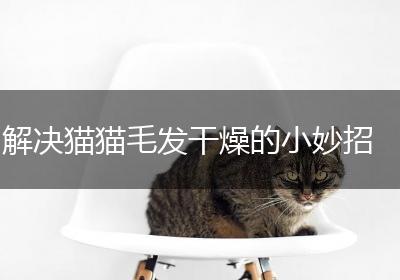 解决猫猫毛发干燥的小妙招