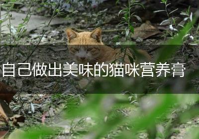 自己做出美味的猫咪营养膏