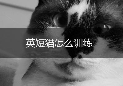 英短猫怎么训练