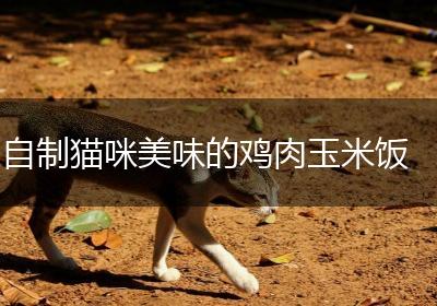 自制猫咪美味的鸡肉玉米饭