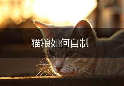 猫粮如何自制