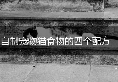 自制宠物猫食物的四个配方