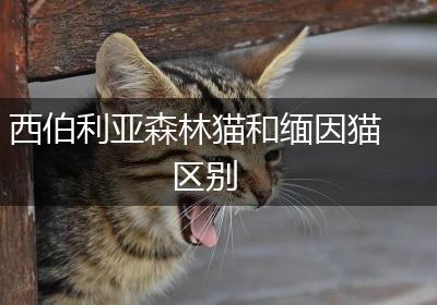 西伯利亚森林猫和缅因猫区别