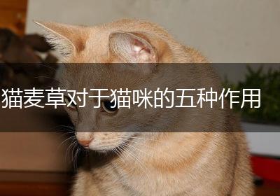 猫麦草对于猫咪的五种作用