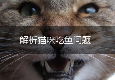 解析猫咪吃鱼问题