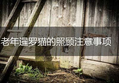 老年暹罗猫的照顾注意事项