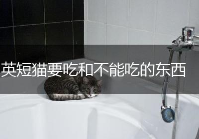 英短猫要吃和不能吃的东西