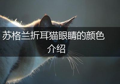 苏格兰折耳猫眼睛的颜色介绍