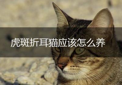 虎斑折耳猫应该怎么养