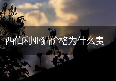 西伯利亚猫价格为什么贵