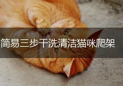 简易三步干洗清洁猫咪爬架
