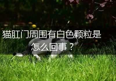 猫肛门周围有白色颗粒是怎么回事？