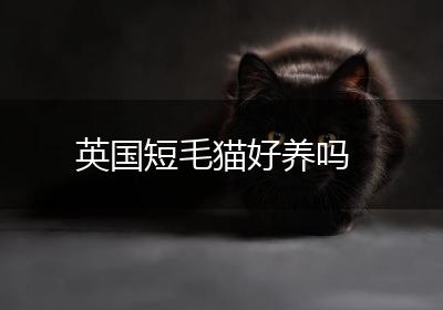 英国短毛猫好养吗