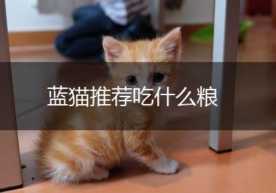 蓝猫推荐吃什么粮