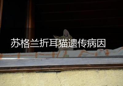 苏格兰折耳猫遗传病因