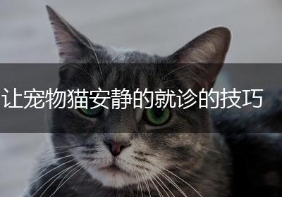 让宠物猫安静的就诊的技巧