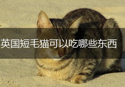英国短毛猫可以吃哪些东西