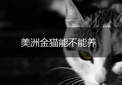 美洲金猫能不能养