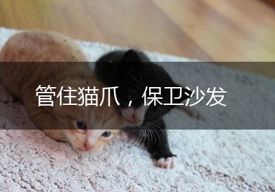 管住猫爪，保卫沙发