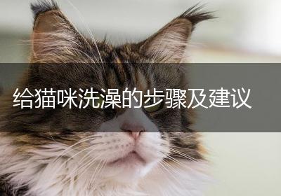 给猫咪洗澡的步骤及建议