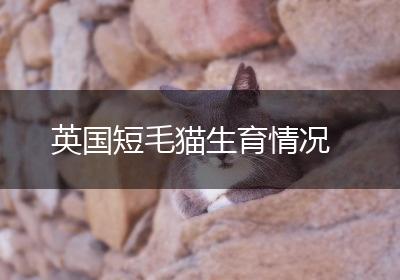 英国短毛猫生育情况