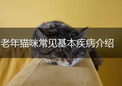 老年猫咪常见基本疾病介绍