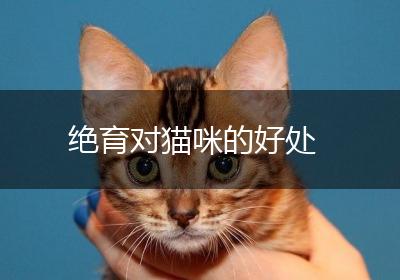 绝育对猫咪的好处