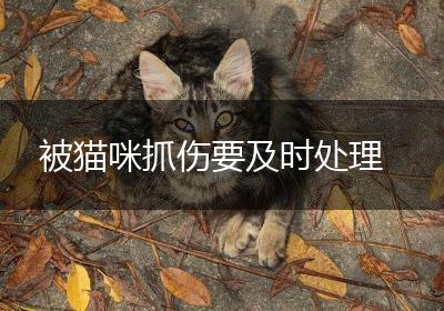 被猫咪抓伤要及时处理