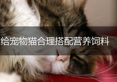 给宠物猫合理搭配营养饲料