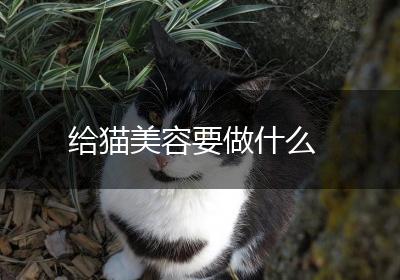 给猫美容要做什么