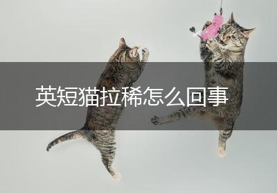 英短猫拉稀怎么回事