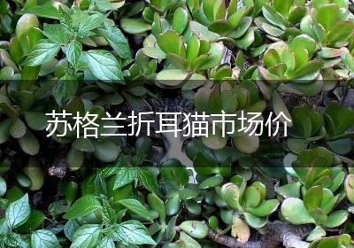 苏格兰折耳猫市场价