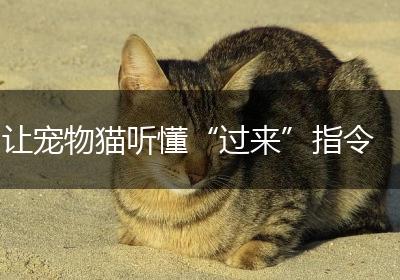 让宠物猫听懂“过来”指令