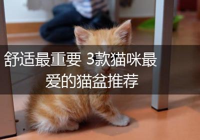 舒适最重要 3款猫咪最爱的猫盆推荐