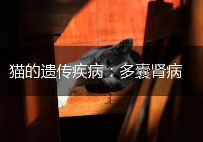 猫的遗传疾病：多囊肾病