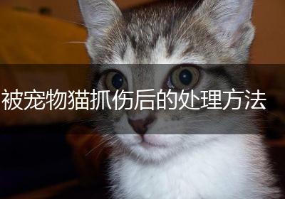 被宠物猫抓伤后的处理方法