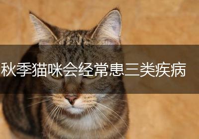 秋季猫咪会经常患三类疾病