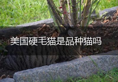 美国硬毛猫是品种猫吗