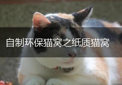 自制环保猫窝之纸质猫窝
