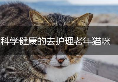 科学健康的去护理老年猫咪