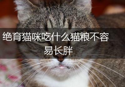 绝育猫咪吃什么猫粮不容易长胖