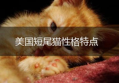 美国短尾猫性格特点