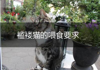 褴褛猫的喂食要求
