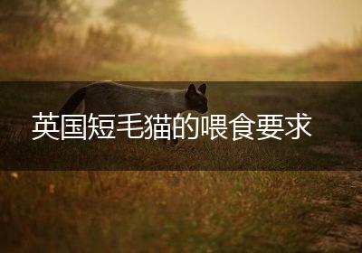 英国短毛猫的喂食要求