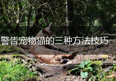 警告宠物猫的三种方法技巧